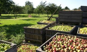 Calvados is All About the Apples