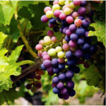 Wine-Grapes