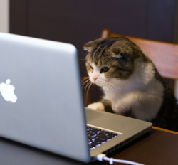 cat_computer