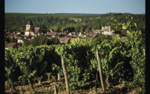 Vineyards in Chablis