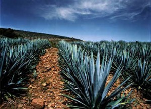 Agave – Tequila's Source