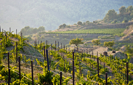 The Beautiful Vineyards in Coastal Spain