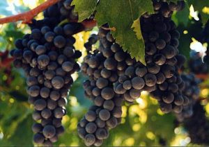 Montepulciano Grapes Ready for Cerasuolo