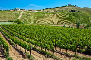 Montepulciano Vineyards in Abruzzo