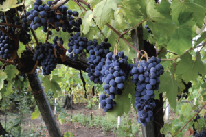 Aglianico Grapes In Campania