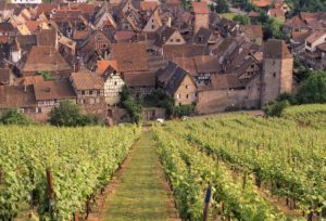 Vines in France
