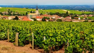 Beautiful Beaujolais Vineyards