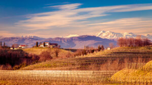 A vineyard in beautiful Friuli