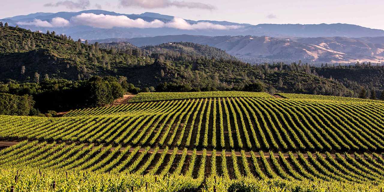 California Wine Vineyards