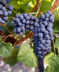 Sagrantino Grapes in Umbria